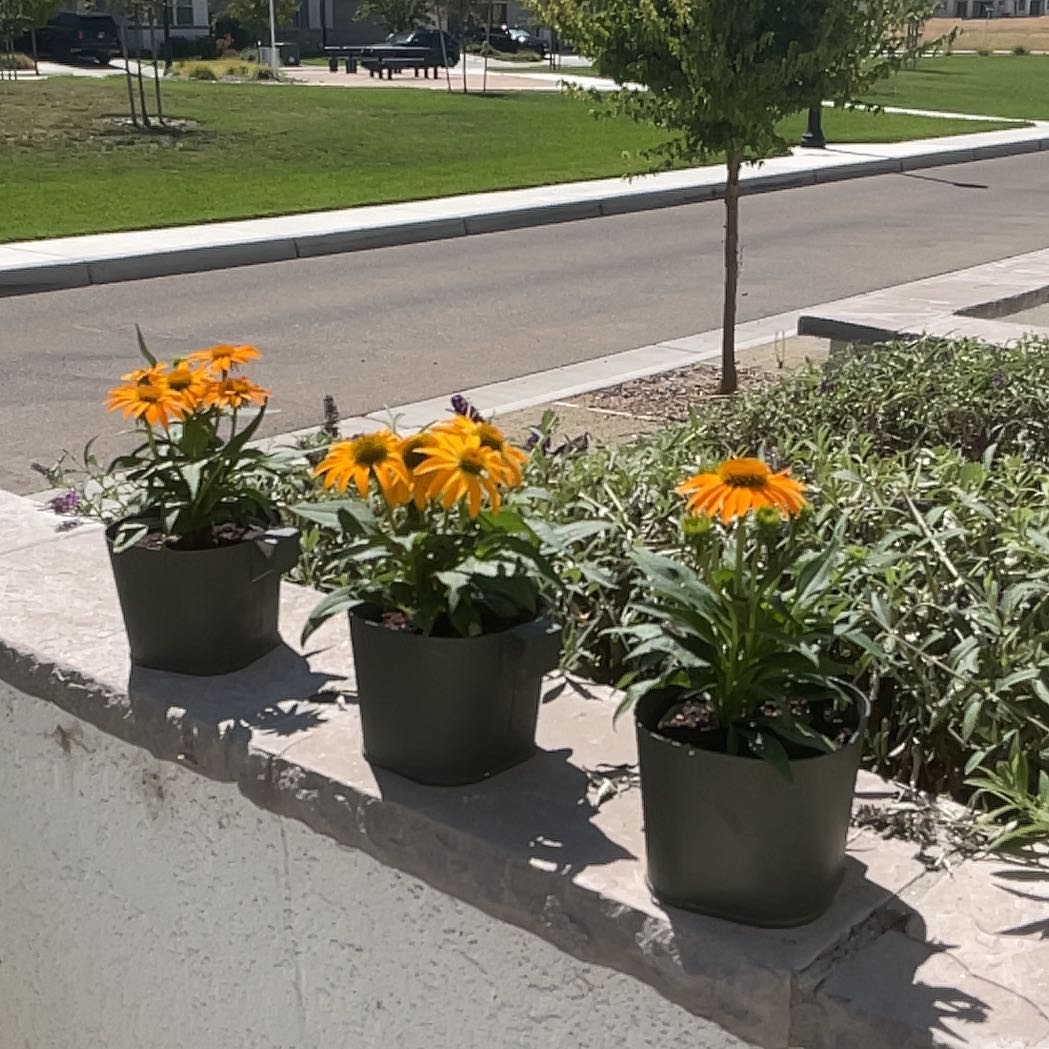 Photo of the plant species Coneflower by @HotPlain23 named Foxxy on Greg, the plant care app