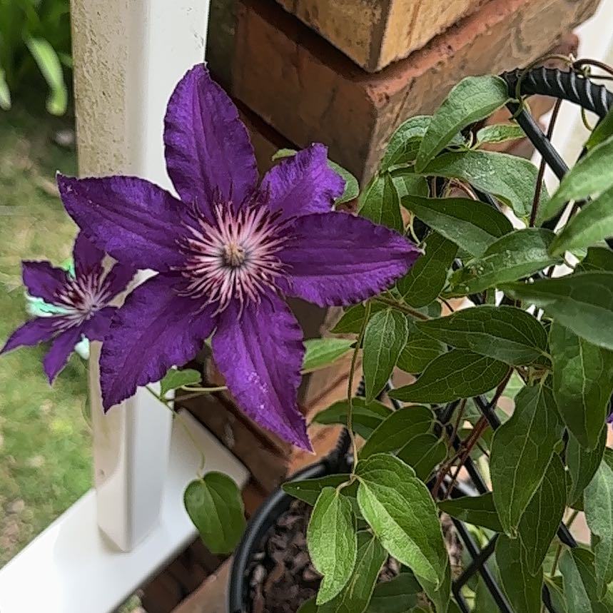Photo of the plant species Clematis by @YummyBlue6 named Lavender on Greg, the plant care app