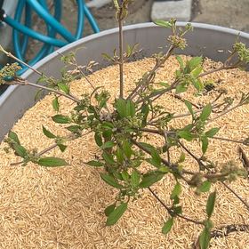 Photo of the plant species Molly Schroeder Viburnum by @UltraFoxgrape30 named Gates on Greg, the plant care app