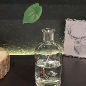 Photo of the plant species Caladium White Wonder by @GladFirecroton named Osmo on Greg, the plant care app