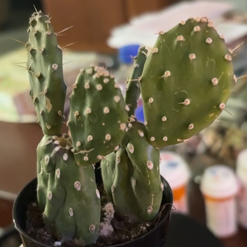 Photo of the plant species Opuntia quitensis 'Johnson's Hybrid' by @FreeKale94 named Mollie on Greg, the plant care app