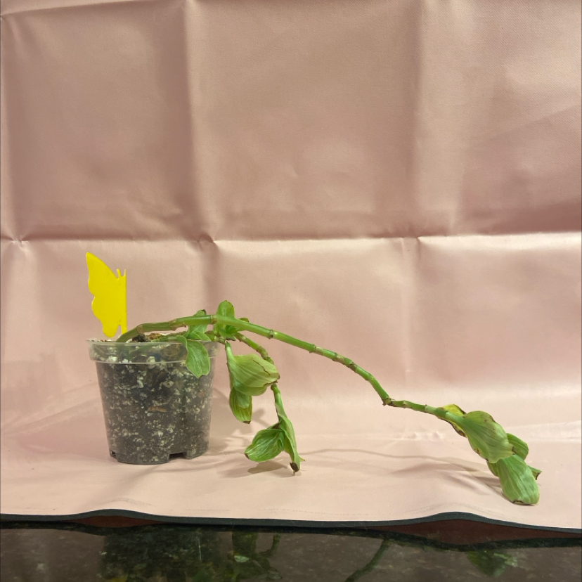 Photo of the plant species Tradescantia 'White Zebra' by @LyraeMeadows named Bella on Greg, the plant care app