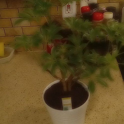 Photo of the plant species Variegated Dwarf Umbrella Tree by @CoolTupeia96 named Shakira on Greg, the plant care app