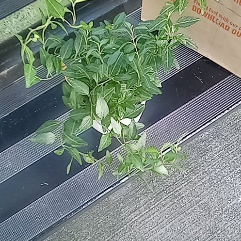 Photo of the plant species Royal Hustler Ivy by @CoolTupeia96 named Kobe on Greg, the plant care app