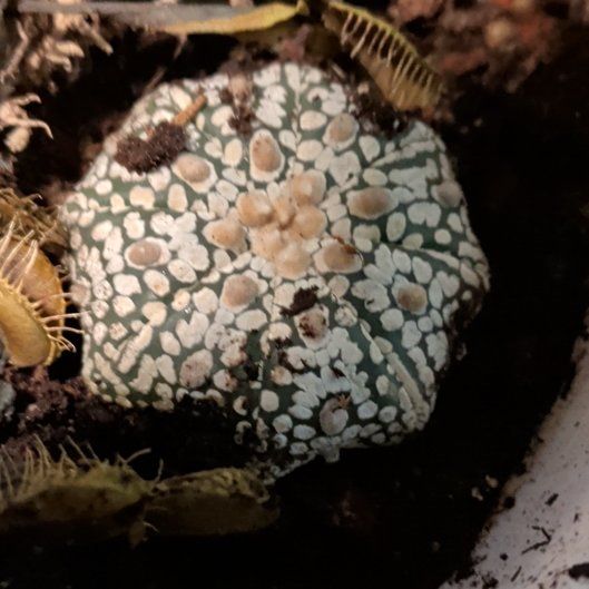 Photo of the plant species Sea Urchin Cactus by @CoolTupeia96 named Aristotle on Greg, the plant care app