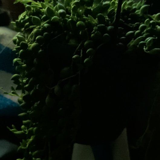 Photo of the plant species String Of Pearls by @CoolTupeia96 named Sol on Greg, the plant care app