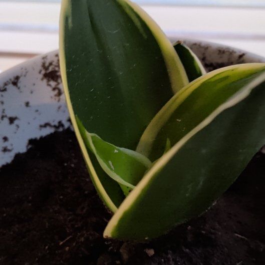 Photo of the plant species Black Star Snake Plant by @CoolTupeia96 named Coco on Greg, the plant care app