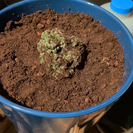 Photo of the plant species Ming Thing Cactus by @CoolTupeia96 named Nithin on Greg, the plant care app