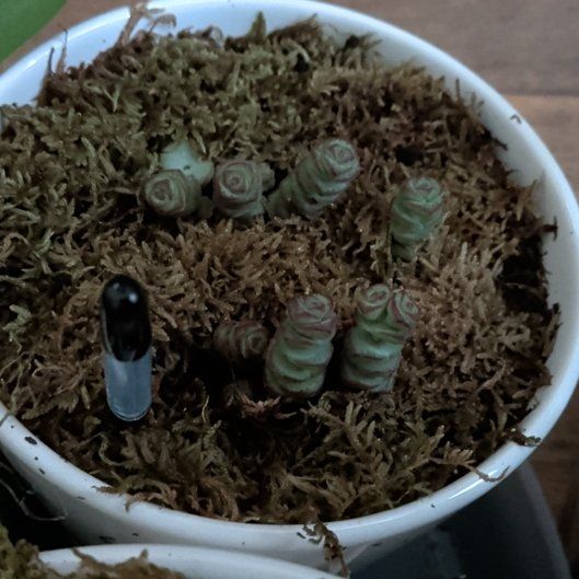Photo of the plant species Crassula 'Baby Necklace' by @CoolTupeia96 named James Dean on Greg, the plant care app