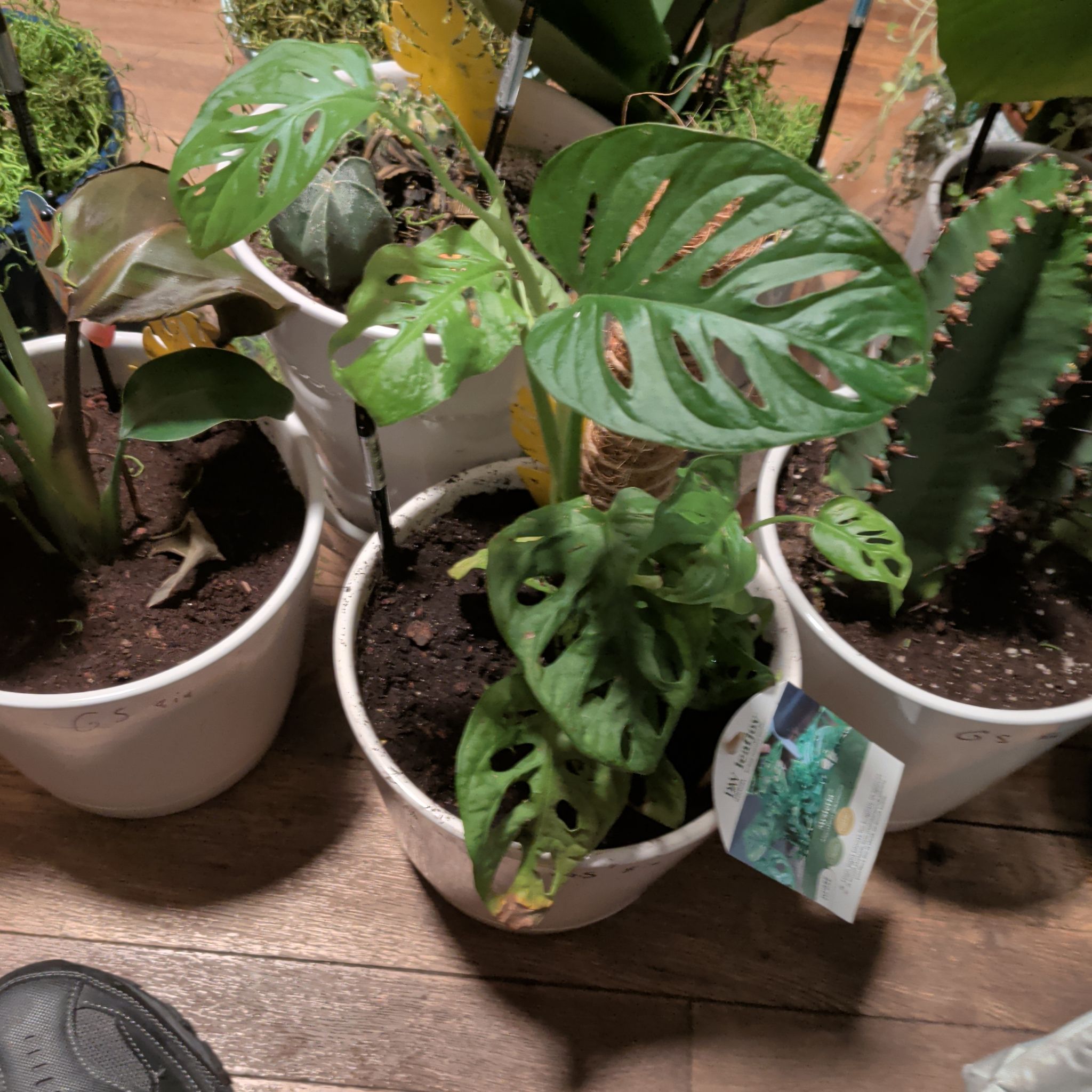 Photo of the plant species Monstera Monkey Mask by @CoolTupeia96 named Figyonce on Greg, the plant care app