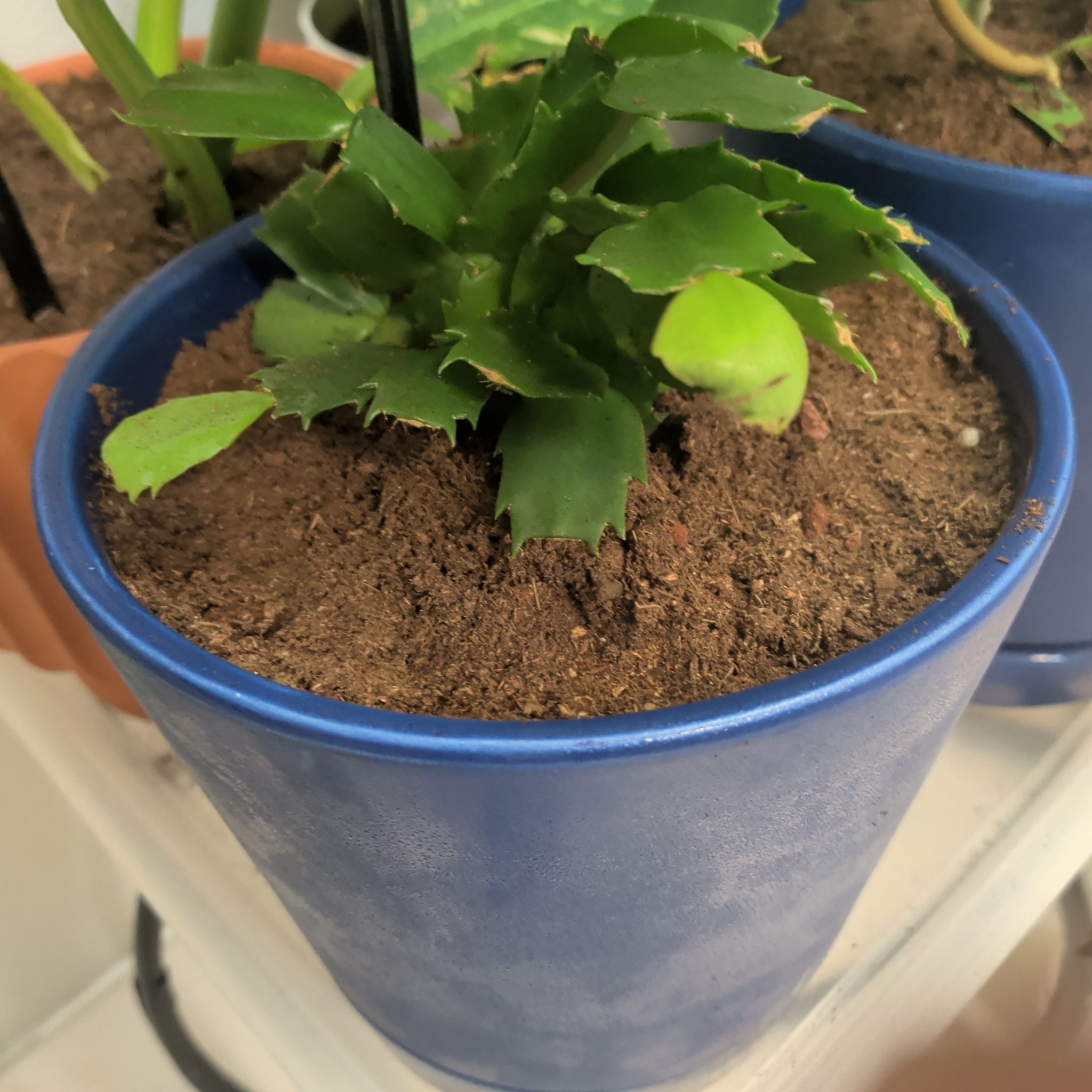 Photo of the plant species Christmas Cactus by @CoolTupeia96 named Bieber on Greg, the plant care app