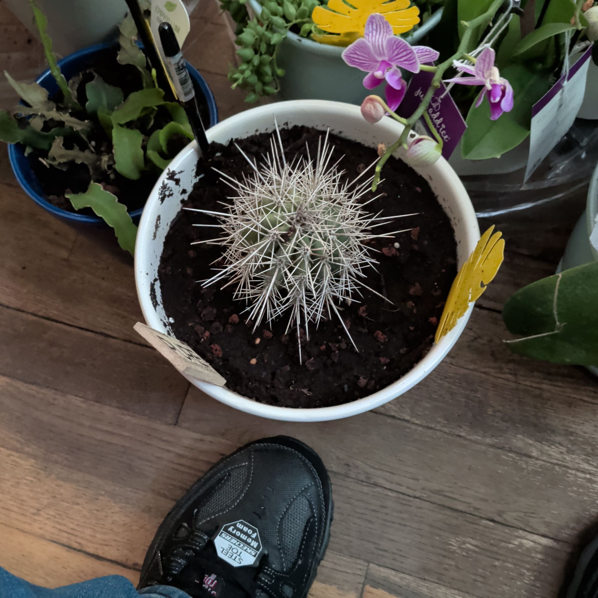 Photo of the plant species Thelocactus macdowellii by @CoolTupeia96 named Treeyoncé on Greg, the plant care app