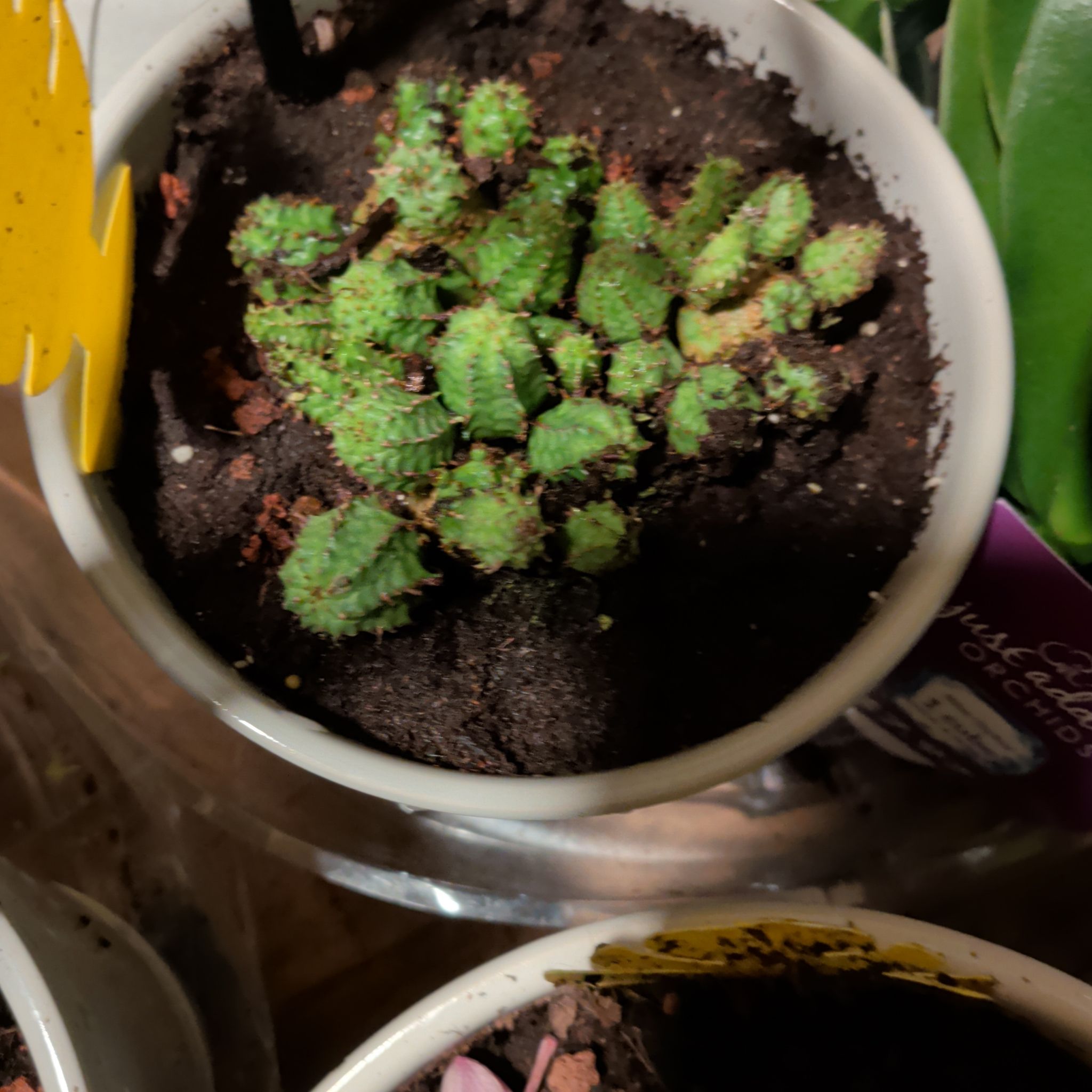 Photo of the plant species Euphorbia submammillaris by @CoolTupeia96 named Morgan Treeman on Greg, the plant care app