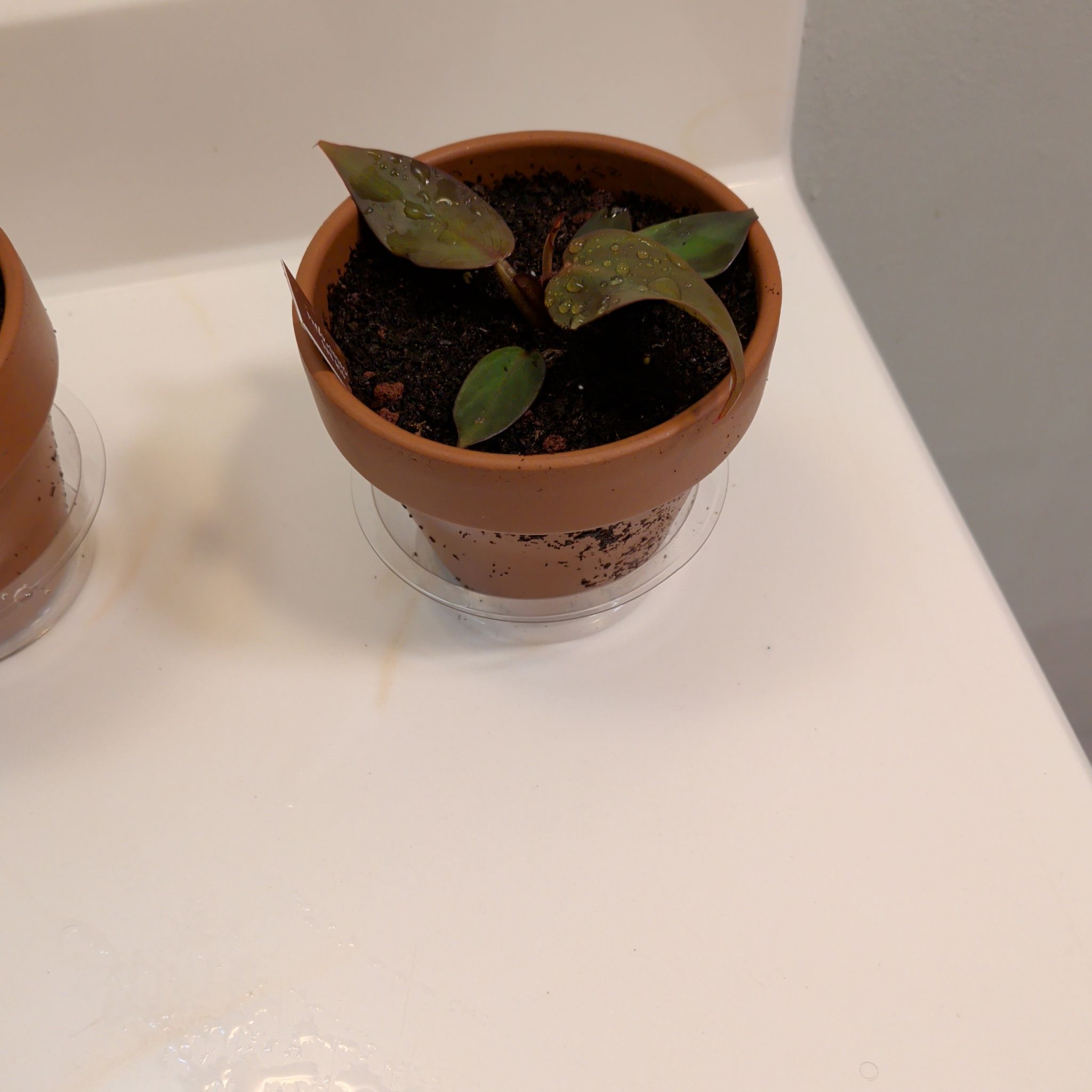 Photo of the plant species Philodendron Prince of Red by @CoolTupeia96 named Kylie on Greg, the plant care app
