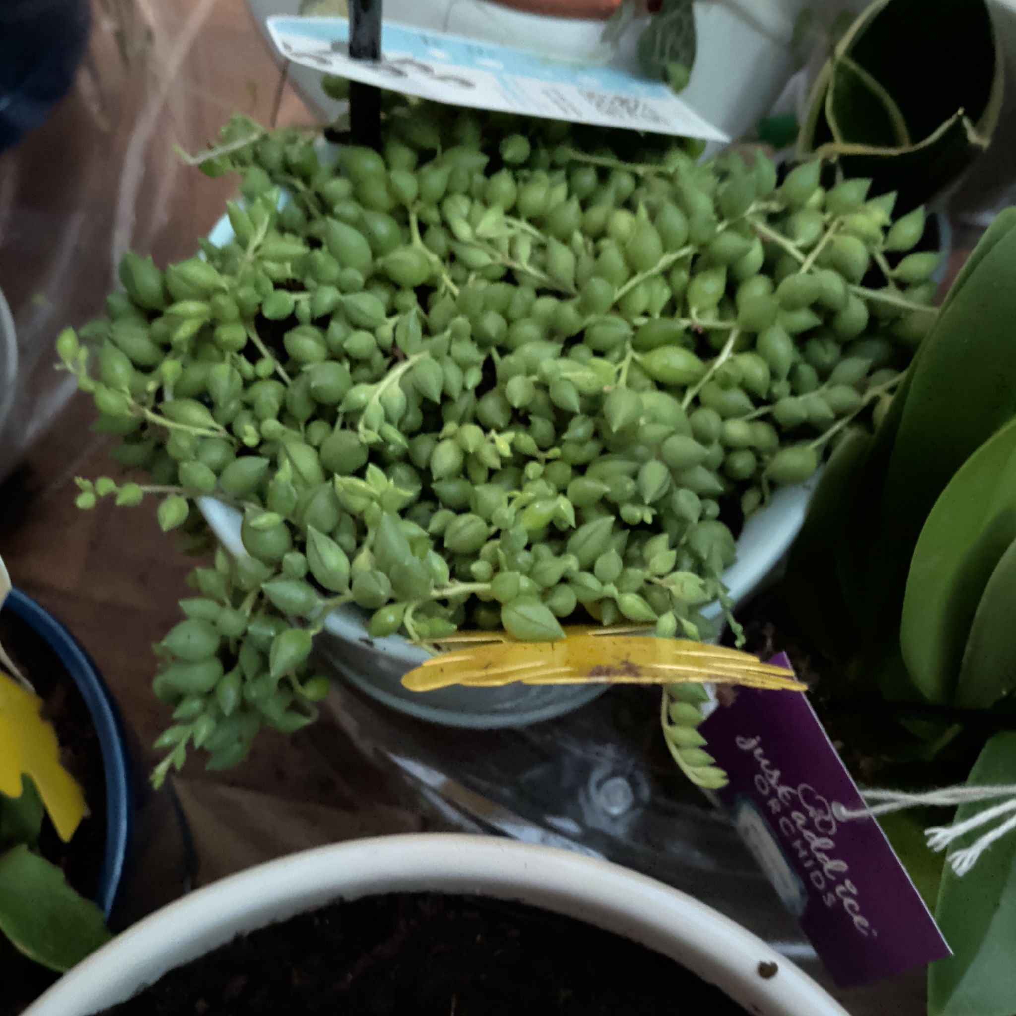 Photo of the plant species String of Raindrops by @CoolTupeia96 named Navajo on Greg, the plant care app