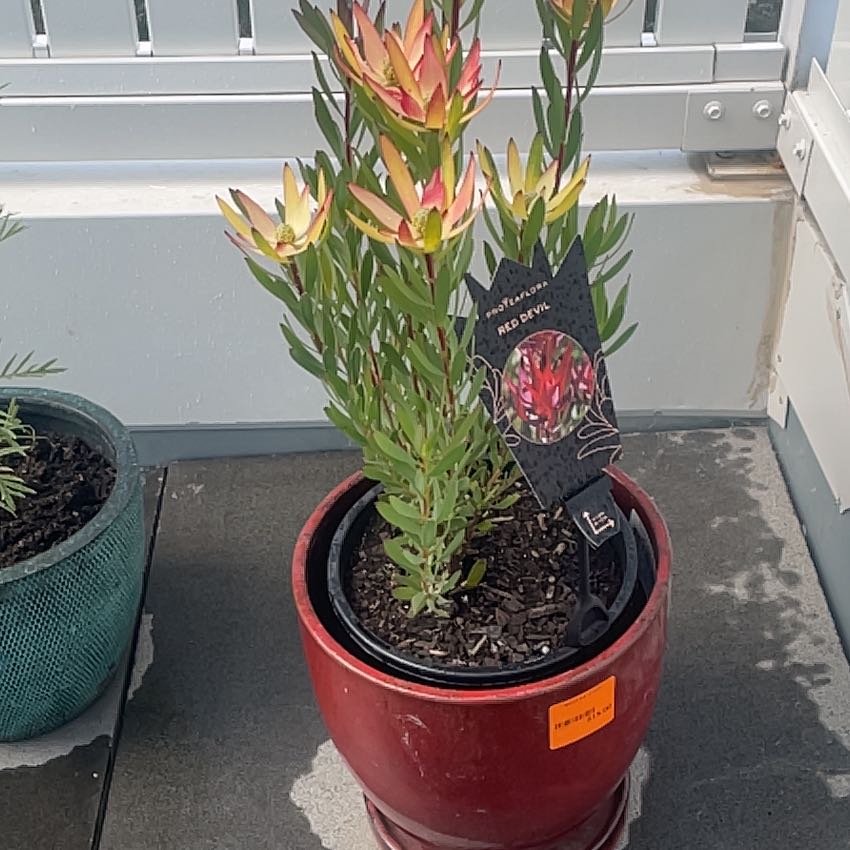 Photo of the plant species Common Sunshine Conebush by @CivicOrangetree named Red Devil on Greg, the plant care app