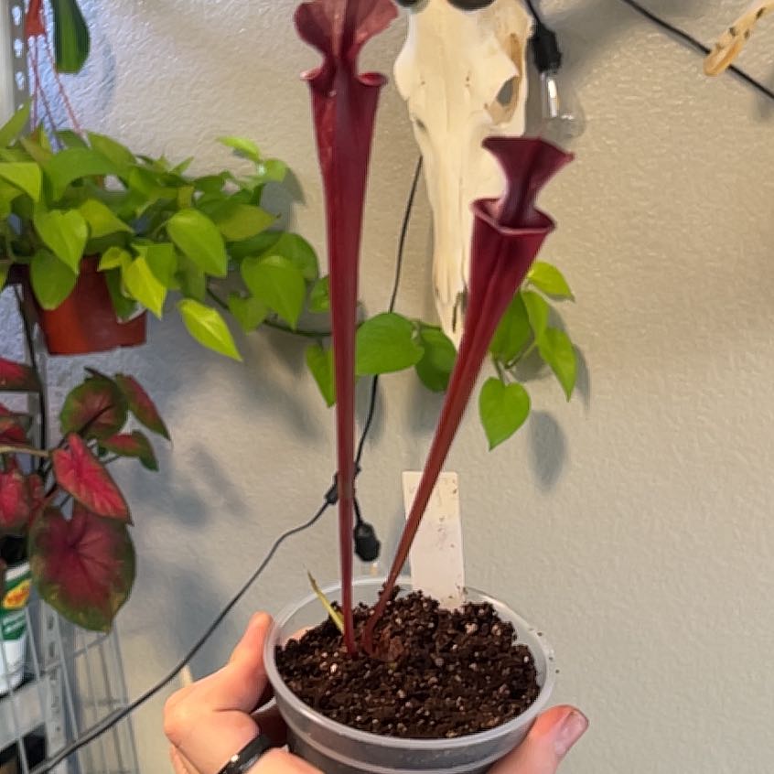 Plant care for Yellow Pitcher Plant on Greg, the plant care app