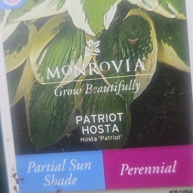 Photo of the plant species reverse Patriot Hosta by @HipPinoak68 named Apollo on Greg, the plant care app