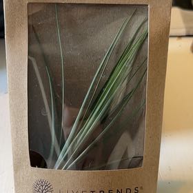 Photo of the plant species Juncifolia Air Plant by @CicadaBait named Amy Fat on Greg, the plant care app