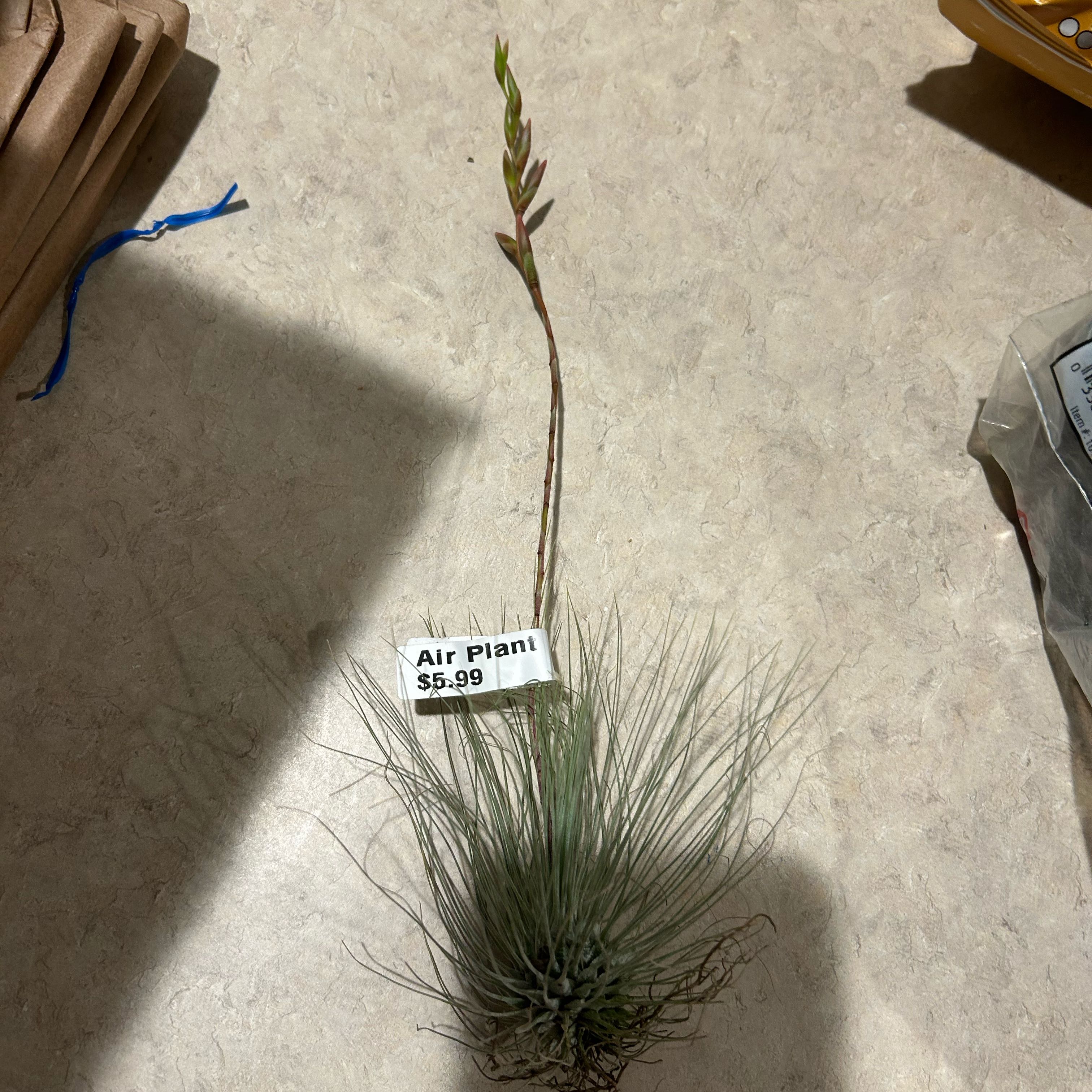 Photo of the plant species Tillandsia argentea Air Plant by @CicadaBait named Icky on Greg, the plant care app