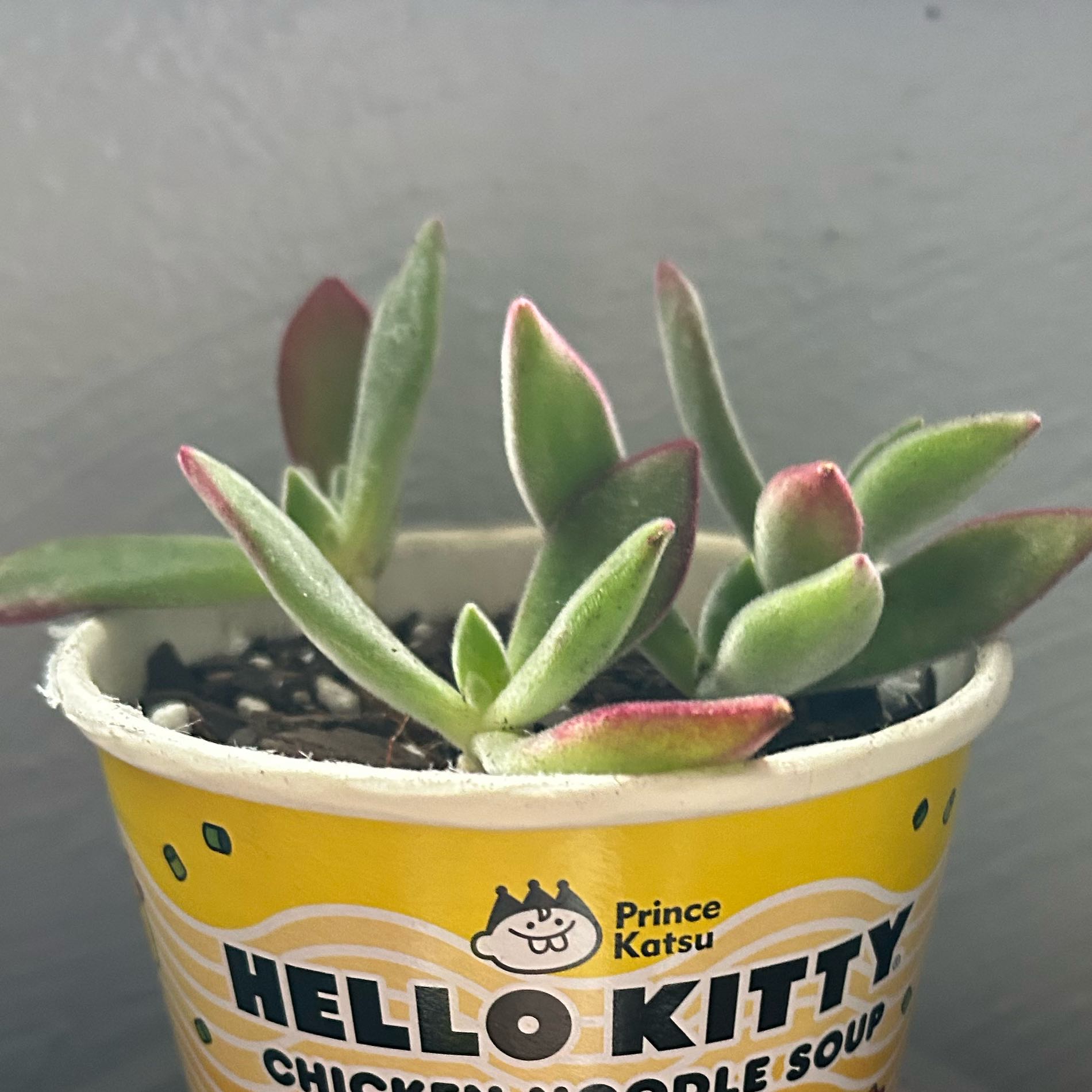Photo of the plant species Ruby Slippers Echeveria by @CicadaBait named Keroppi on Greg, the plant care app