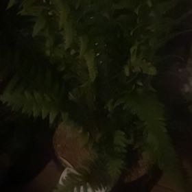 Photo of the plant species Long Beech Fern by @WorkableCanna90 named Mi Zu on Greg, the plant care app