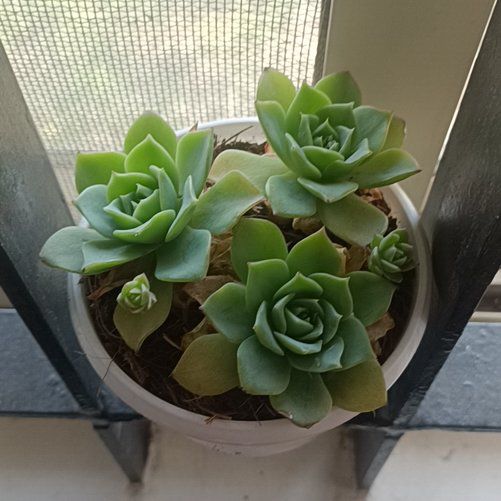 Photo of the plant species Graptoveria jadeita by @StoutCorrea7 named Amista on Greg, the plant care app