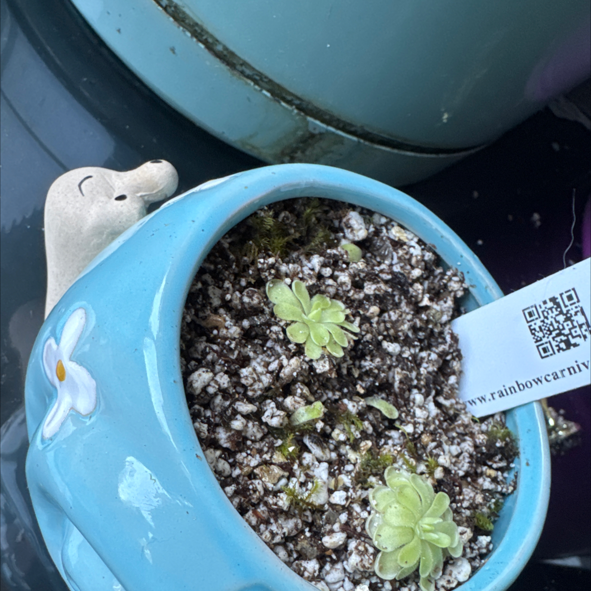 Photo of the plant species butterwort by @EnduringHoya named Turbo on Greg, the plant care app