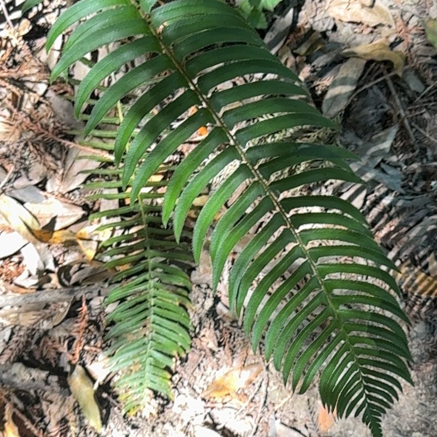 Photo of the plant species Western Swordfern by @WarmWhitebroom named Pax on Greg, the plant care app