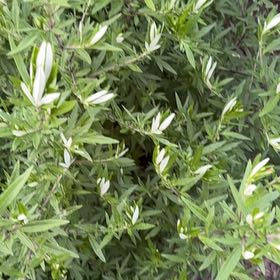 Photo of the plant species Chrysanthemum Weed by @FlashyCatpalm53 named Wall-E on Greg, the plant care app