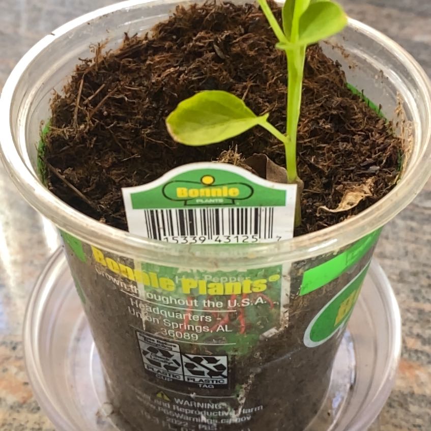 Photo of the plant species Hot Pepper by @GiftedPhysicnut named Cleopatra on Greg, the plant care app