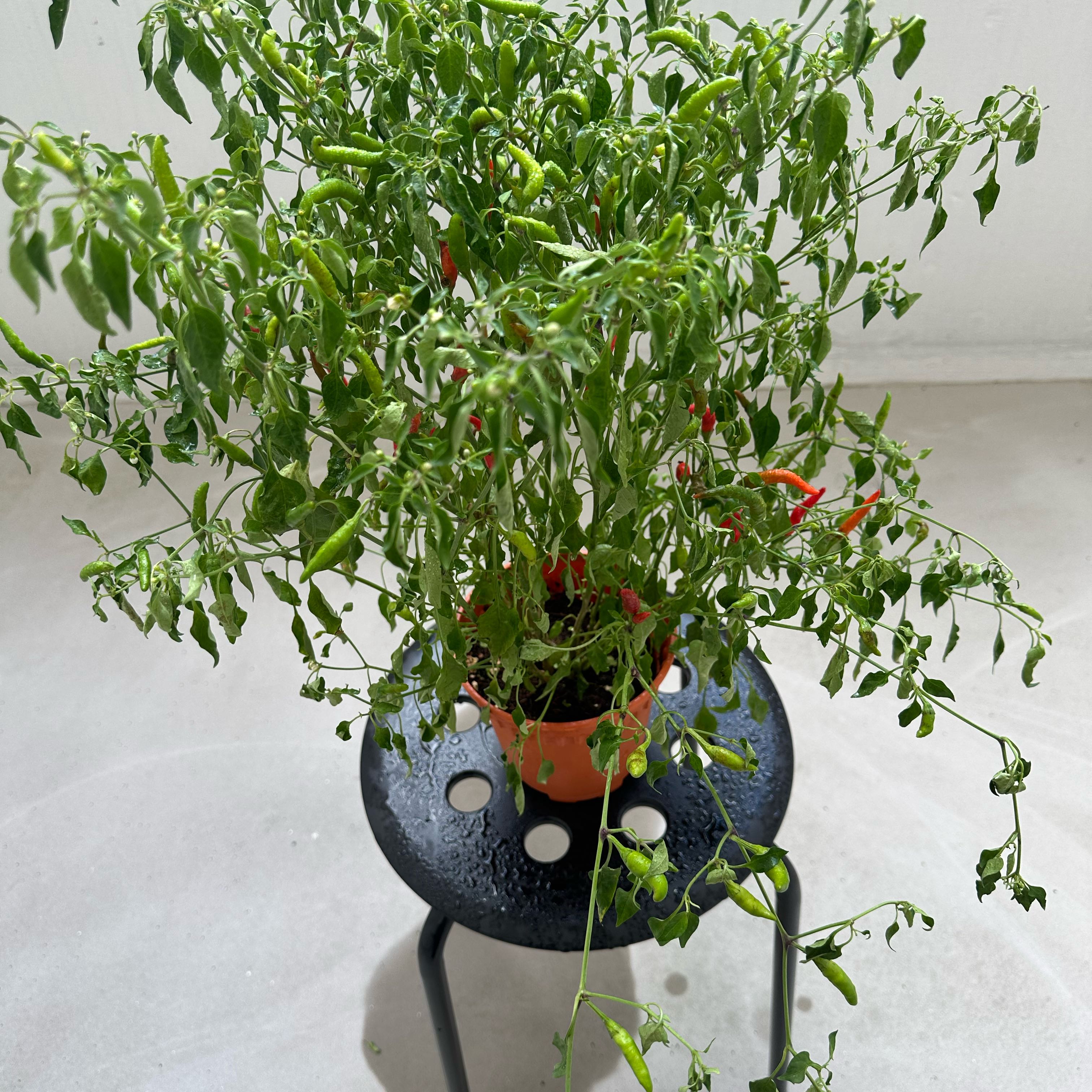 Photo of the plant species Red Chilli by @BigwigColeus94 named Wall-E on Greg, the plant care app
