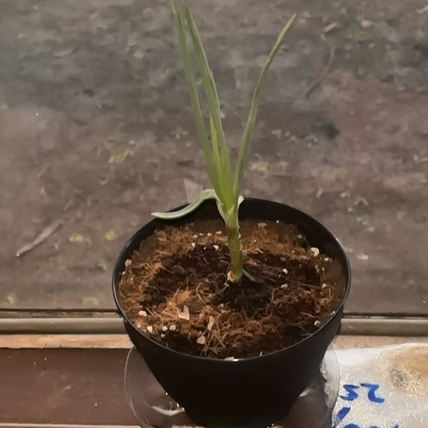 Photo of the plant species Red Onion by @StarLuckynut91 named Spike Leaves on Greg, the plant care app