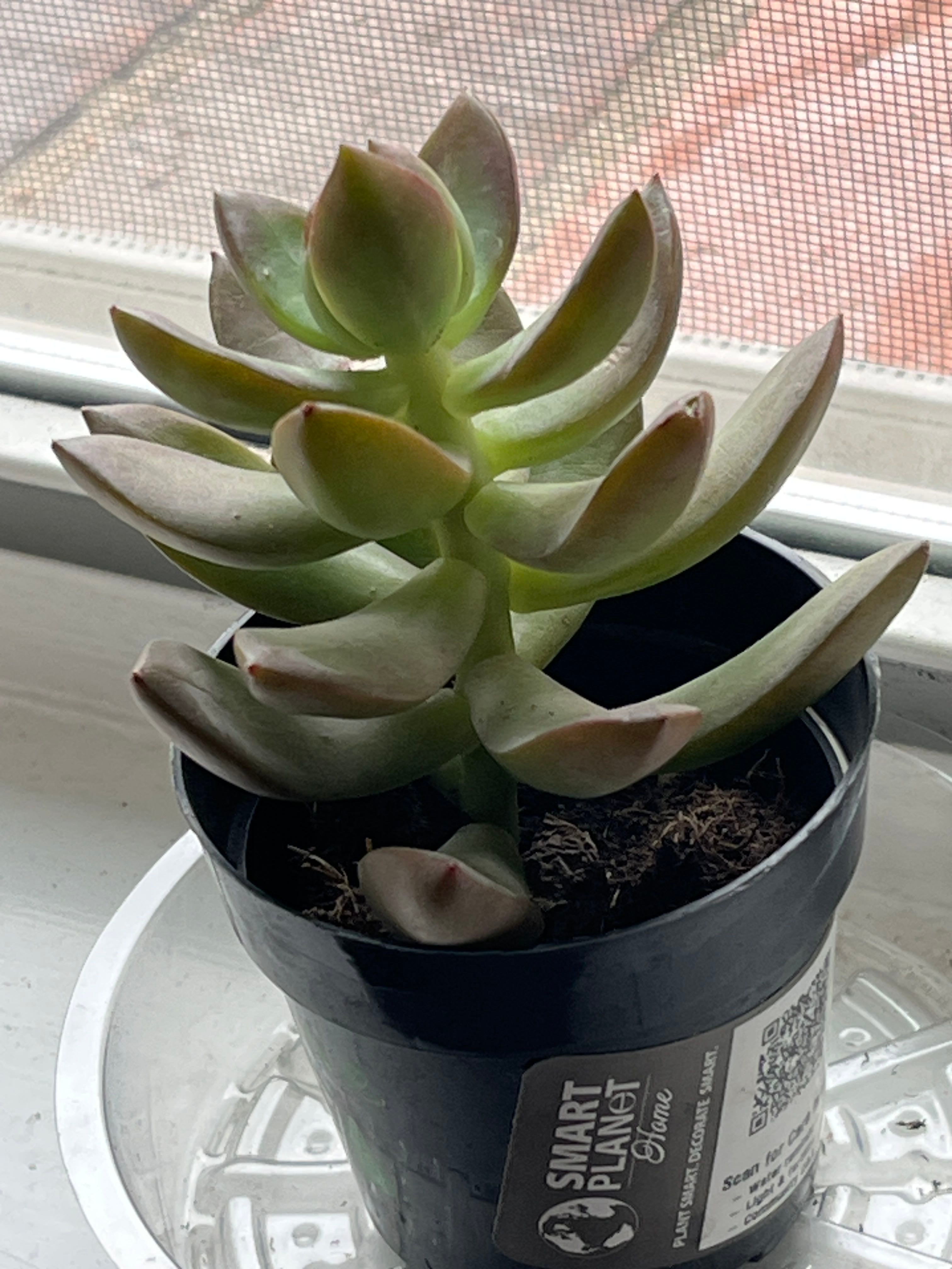 Graptosedum 'Miul' Plant Care: Water, Light, Nutrients | Greg App 🌱