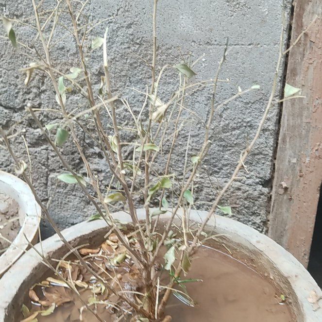 Photo of the plant species California Croton by @BentonTukauki named Leaf Erickson on Greg, the plant care app