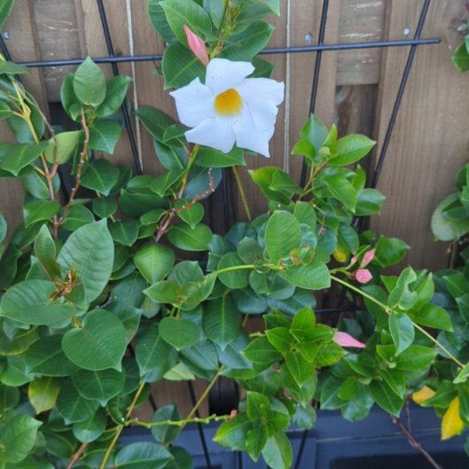 Photo of the plant species Aloha Mandevilla by @HotGuayule63 named Miley on Greg, the plant care app