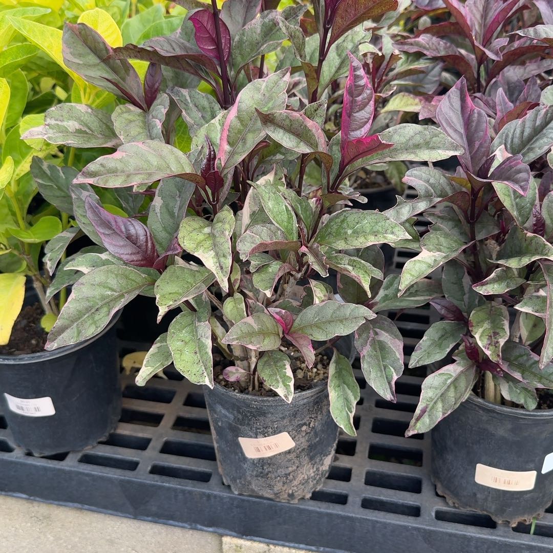 Photo of the plant species Rubrum by @SportyRedmint5 named Peter Parker on Greg, the plant care app