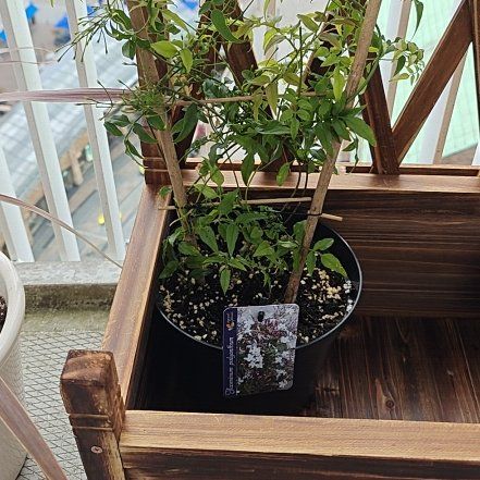 Photo of the plant species Pink Jasmine by @MerryAgarito8 named Prince on Greg, the plant care app