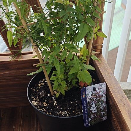 Photo of the plant species Pink Jasmine by @MerryAgarito8 named Kendall on Greg, the plant care app