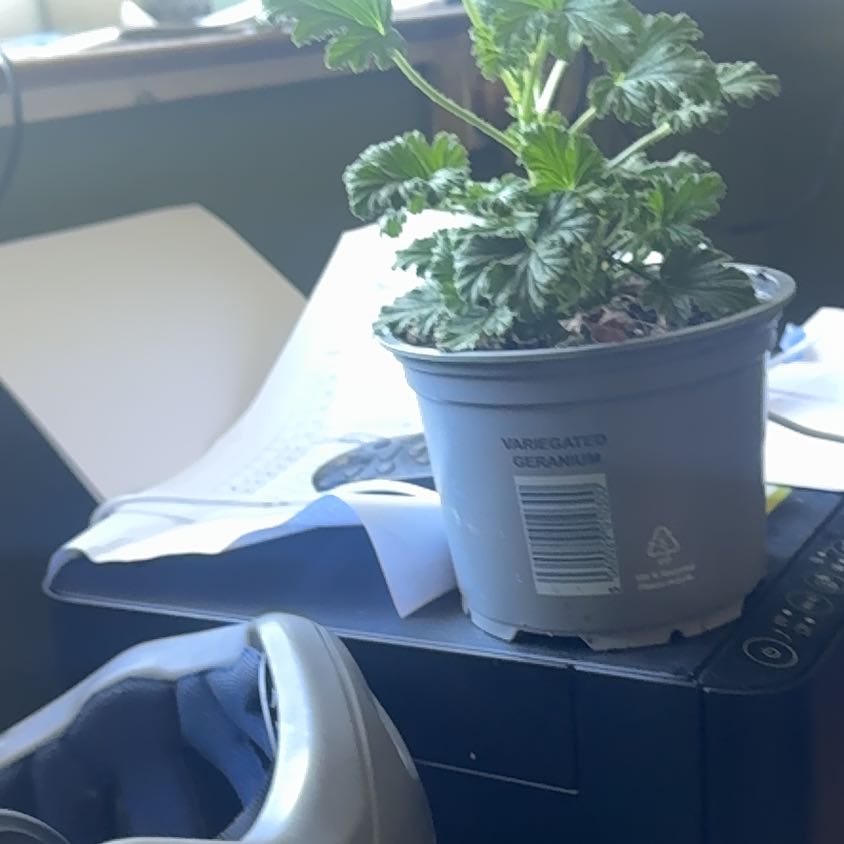 Photo of the plant species Common Stork's Bill by @BrawnyFanpalm51 named Orwell on Greg, the plant care app