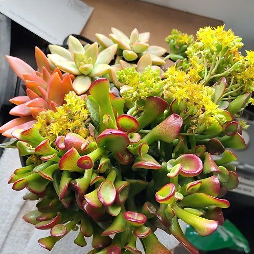 Photo of the plant species Gregory by @QualityLukiwan named Captain Plant-it on Greg, the plant care app