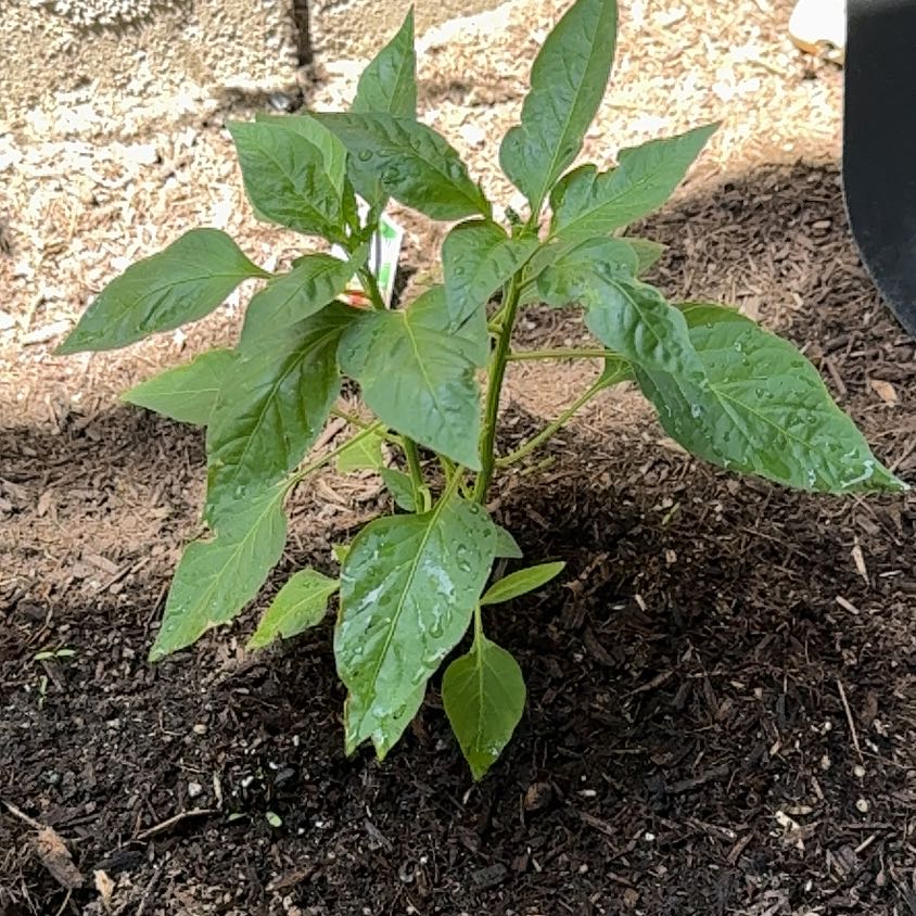 Photo of the plant species Santa Fe Grande Pepper by @WholeBreadfruit named Rainier on Greg, the plant care app