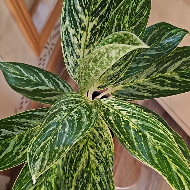 Photo of the plant species Chinese Evergreen 'Golden Madonna' by @SoigneStomatium named Morgan Treeman on Greg, the plant care app
