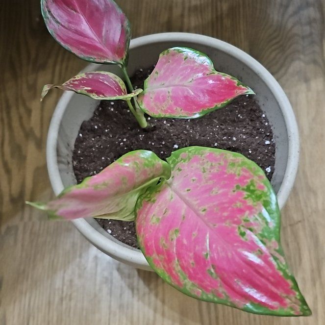 Photo of the plant species Aglaonema 'China Red' by @SoigneStomatium named Sol on Greg, the plant care app