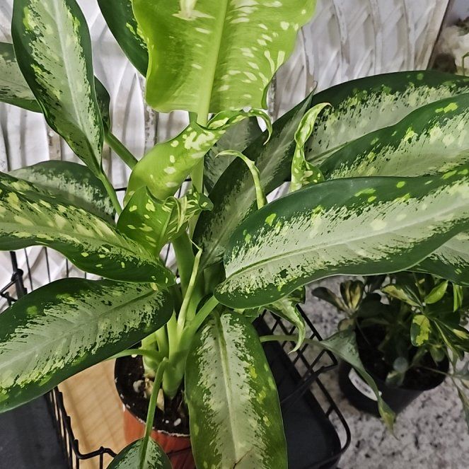 Photo of the plant species Dieffenbachia 'Panther' by @SoigneStomatium named Kylie on Greg, the plant care app