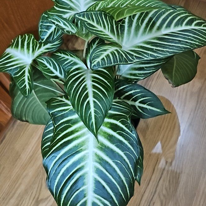 Photo of the plant species Xanthosoma by @SoigneStomatium named Figyonce on Greg, the plant care app