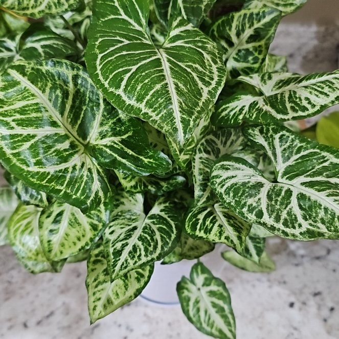 Photo of the plant species Syngonium Glo Go by @SoigneStomatium named Lavender on Greg, the plant care app