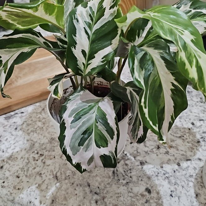 Photo of the plant species Calathea Stella by @SoigneStomatium named Sigmund on Greg, the plant care app