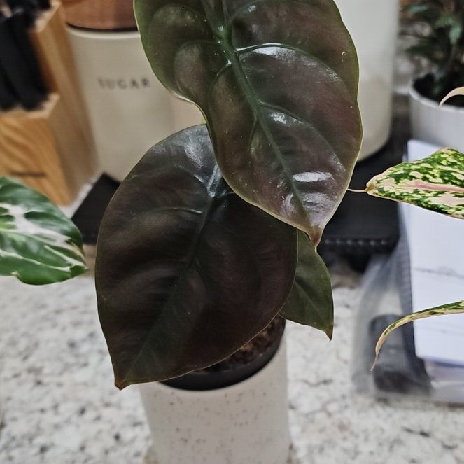 Photo of the plant species Alocasia Cuprea by @SoigneStomatium named Bruce Lee on Greg, the plant care app