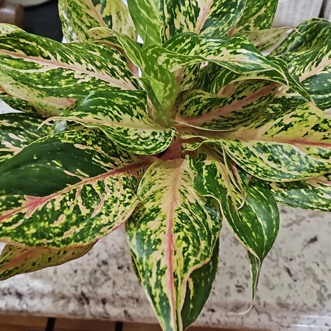 Photo of the plant species Aglaonema 'Sparkling Sarah' by @SoigneStomatium named Willow on Greg, the plant care app